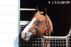 新種牡馬のジャックドール