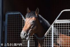 新種牡馬のジャスティンミラノ