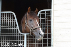 新種牡馬のセリフォス