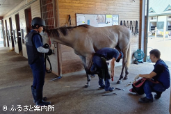 JBBAの研修乗馬を相手にしての削蹄実習