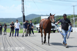 JRA日高育成牧場職員による歩様検査