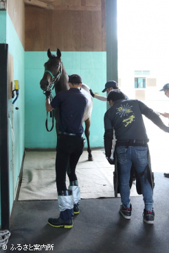 馬体重を測定してから馬房に入った