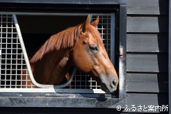 新種牡馬のレモンポップ