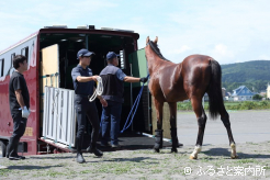 JRA宮崎育成牧場に移動する北海道セレクションセール取引馬