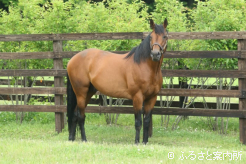 北海道サマーセールには20頭の産駒が上場予定
