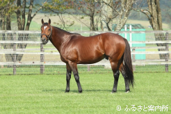イントゥミスチーフの貴重な後継種牡馬として期待は大きい