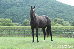 新種牡馬のメトセラ