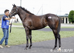 牝馬最高ナリタブルースター2024