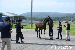 JRA日高育成牧場に移動した北海道セレクションセール取引馬