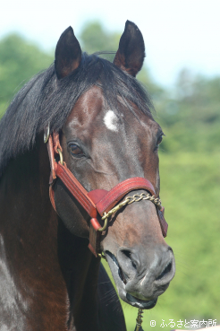 南半球での種牡馬活動に専念するサトノアラジン