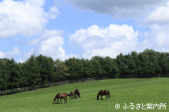 写真4 [放牧地2]