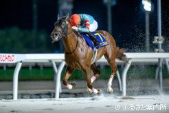 夏の3歳ダートスプリント王に輝いたヤマニンチェルキ