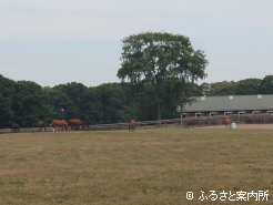 イヤリングで管理される馬たち