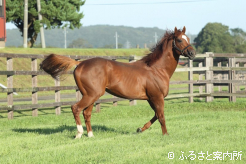 今年の当歳がラストクロップになる