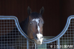 新種牡馬のドライスタウト