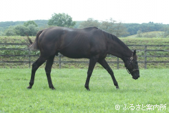 新種牡馬のブラックブロッサム