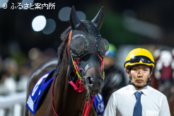 プラス6kgの馬体重で堂々とパドックを周回するベルピット