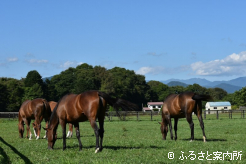 上村勇人牧場の放牧地