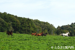 槇本牧場の放牧地