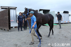 19,800,000円(税込)で購買されたカラヴァッジオ産駒