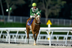 石川倭騎手の勝負服とコーディネイトされたメンコを着用
