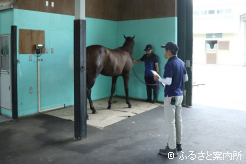 馬体重測定