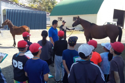 馬の親子を見学