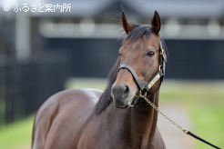 初年度産駒から4世代連続でJRA重賞勝馬を送っているファインニードル