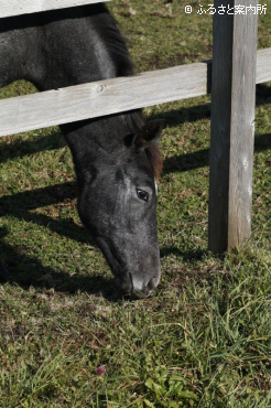 写真3 [牧柵の下]