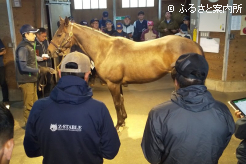 繁殖牝馬は未供用馬を視察した