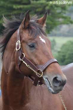 写真：ウシュバテソーロ