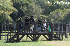 社台スタリオンステーション放牧見学会