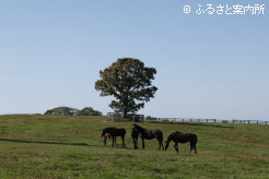 写真2 [放牧の開始]