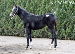 牝馬最高ポジティブマインドの2025
