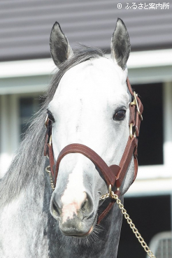 写真：マッドクール(IRE)