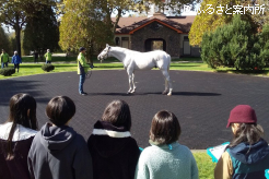 種牡馬について学んだ