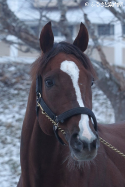 写真：セリフォス