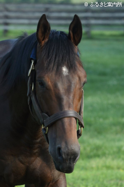種牡馬引退が決まったエポカドーロ