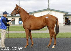 牝馬最高(全体第2位)ハヤブサレディゴー2024