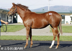 牝馬高額第2位(全体第5位タイ)ステイウィズアンナ2024