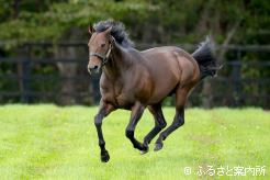 現役時代のイメージそのままに生き生きと放牧地を走るファインニードル
