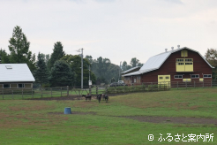 放牧地の扉に向かう馬たち