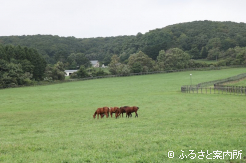 広大な放牧地は管理も行き届いている