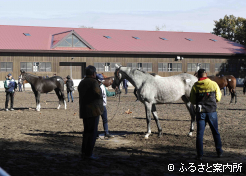 展示は受胎牝馬と未供用馬に分けて行われた(写真は未供用馬エリア)