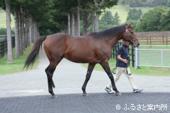 体高172cm、胸囲197 cm、管囲22 cmという立派な馬体だ