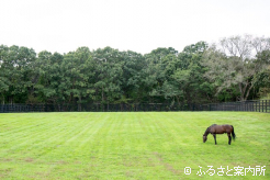 広い放牧地を与えられて優雅に過ごす