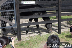 元気な姿を見せるサトノクラウン