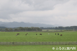 広大な放牧地で管理されている