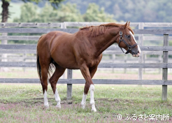 種牡馬生活を経験し、貫禄を増した馬体