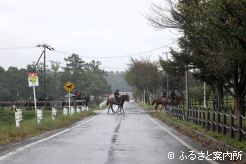 調教を終えた馬たち